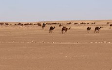 Mauritaniërs gedood bij Marokkaanse aanval in Sahara