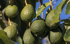 Israëlische groep gaat avocado's telen in Marokko