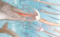 Fossiel van Mosasaurus ontdekt in Marokko, met niet eerder geziene 'schroevendraaier-tanden' 