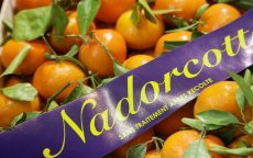 Marokkaanse Koninklijke familie wint juridische strijd om Nadorcott-mandarijnen