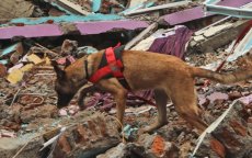 Aardbeving Marokko: Nederlandse zoekhonden lokaliseren tien plekken met slachtoffers