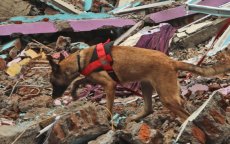 Aardbeving Marokko: Nederlandse zoekhonden lokaliseren tien plekken met slachtoffers