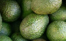 Marokkaanse groene goud in gevaar