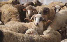 Eid ul-Adha in Marokko: opgepast voor oplichters bij aankoop schaap