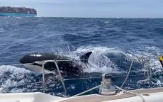 Zeilboot zinkt na aanval orka's voor kust Tanger