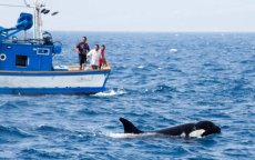 Orka's vallen opnieuw Marokkaanse vissersboot aan