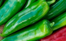 Paprika-strijd: Nederland voelt hete adem Marokko