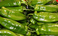 Europa weigert Marokkaanse paprika's