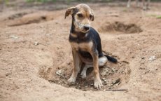 Gevaarlijke parasiet gevonden bij honden in Marokko