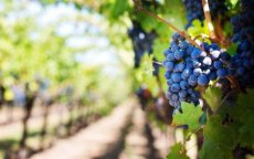 Marokko haalt meer dan 300 pesticiden uit de handel