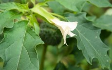 Marokkanen door planten vergiftigd