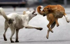 Politieagent laat stad Agadir veroordelen na beet van zwerfhond