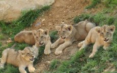 Dierentuin van Rabat presenteert Atlasleeuw-welpjes (video)