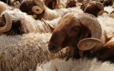 Eid ul-Adha in Marokko: 500 tot 1000 dirham meer per schaap