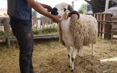 Eid ul-Adha bedreigd in Marokko?