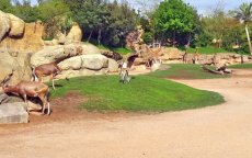 Dierentuin in Marokko, een dure droom 