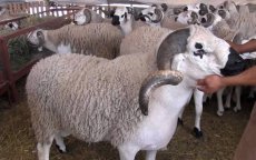Eid ul-Adha: waarom is schapenvlees zo duur in Marokko?