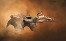 Grote pterosaurus azhdarchidae ontdekt in Marokko