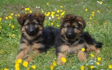 Belg wil uitzetting Marokkaanse pups voorkomen