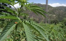 Cannabis: Koerden en Syriërs leggen irrigatie aan in Noord-Marokko
