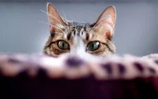 Verwarde Ramadan-katten grote hit op TikTok