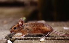 Rat valt letterlijk op hoofd Marokkaanse politicus tijdens radio-interview