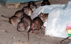 Tetouan geteisterd door ratteninvasie