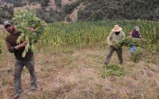 Al Hoceima, Chefchaouen en Taounate gaan legaal cannabis telen