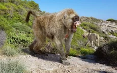 Tanden praten: Zó leefde de reuzen-baviaan in Marokko 