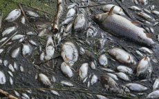Honderden vissen dood in rivier bij Nador