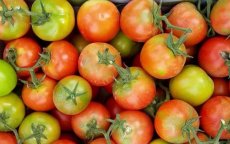 Rusland weigert tomaten uit Marokko door virus
