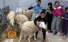 Liever een schaap doneren dan slachten voor Eid ul-Adha