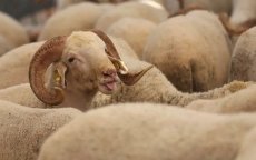 Eid ul-Adha: Marokko waarschuwt voor online oplichters