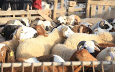 Inwoners Nador zoeken massaal achterpoortjes voor slachtverbod