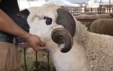 Eid ul-Adha in Marokko: schapen aan prijs van goud