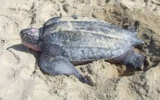 Marokkanen redden leatherback schildpad op strand (video)