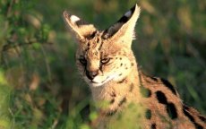 Serval zorgt opnieuw voor paniek in Marokko
