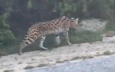 Serval in Tanger na twee weken teruggevonden