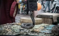 Slangenbezweerders Marrakech: traditie of wreedheid?