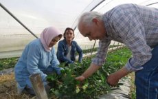 Marokkaanse boer in Frankrijk geeft aardbeien tweede leven