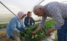 Marokkaanse boer in Frankrijk geeft aardbeien tweede leven