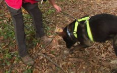 Snuffelhonden sporen waterlekken op in Rabat