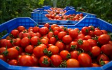 Spanje vs Marokko: tomatenoorlog verhevigt