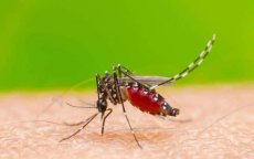 Gezondheid: honderden muggenbestrijdingsacties uitgevoerd in Tetouan