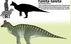 Opmerkelijke dinosaurusvondst in Marokko verbreekt alle theorieën