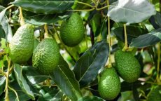 Avocado's: het groene goud dat Marokko uitdroogt