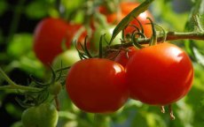 Tomaten: Marokko zou Nederland kunnen inhalen
