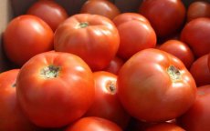 Marokko is tweede tomatenleverancier Britse markt, net na Nederland