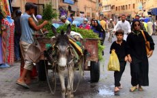 Agadir verbiedt door dieren getrokken karren