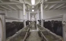 Uruguayaans vee voor Marokko